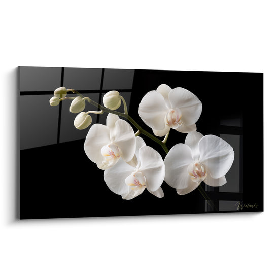 Orchidée blanche aux cœurs rosés, pétales satinés sur fond noir profond et graphique
