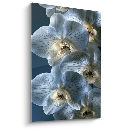Orchidées blanches aux nervures bleutées sur fond anthracite, pétales translucides et lumineux