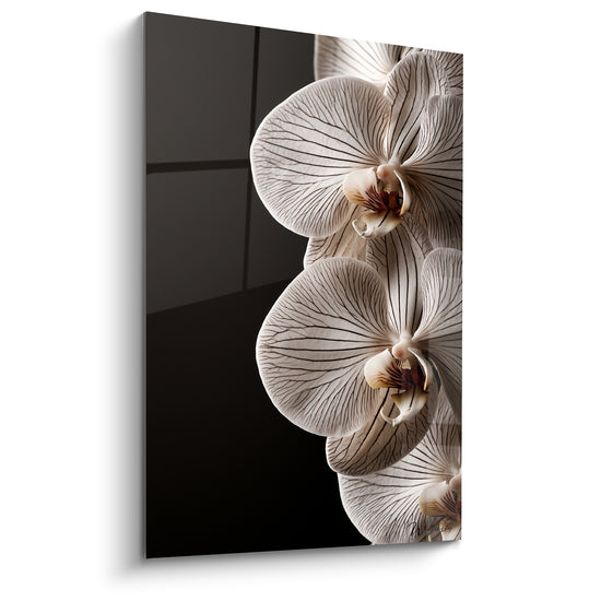 Tableau Orchidées ivoire et noires aux nervures fines empilées - Fenêtre quadrillée en arrière-plan - Edition Orchidée