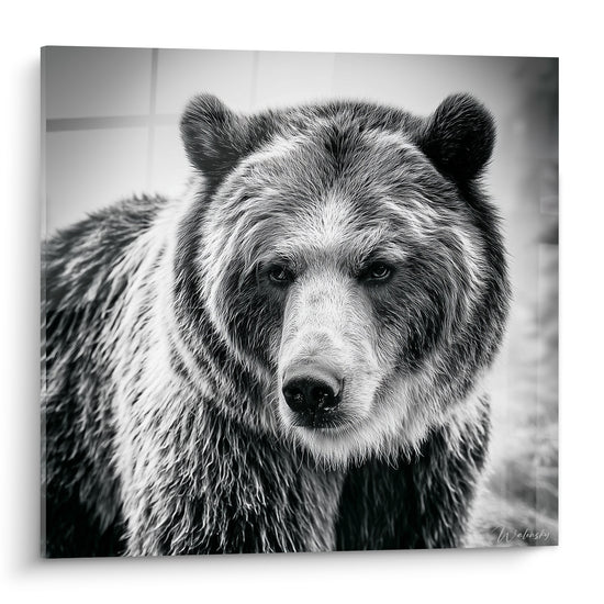 Ours brun au regard perçant, pelage argenté et noir, portrait animalier en noir et blanc