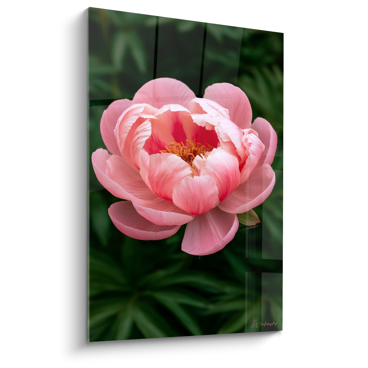 Pivoine rose corail aux pétales veloutés sur fond vert forêt, éclosion florale détaillée