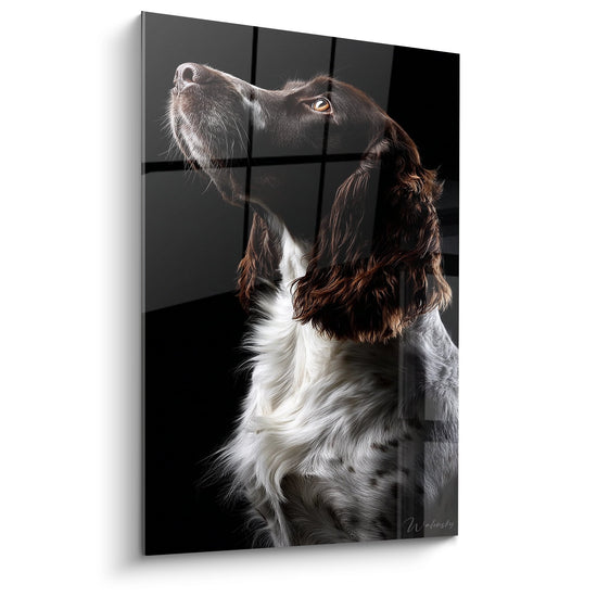 Portrait artistique Springer Anglais noir et blanc regard levé vers le haut fond sombre tableau mural