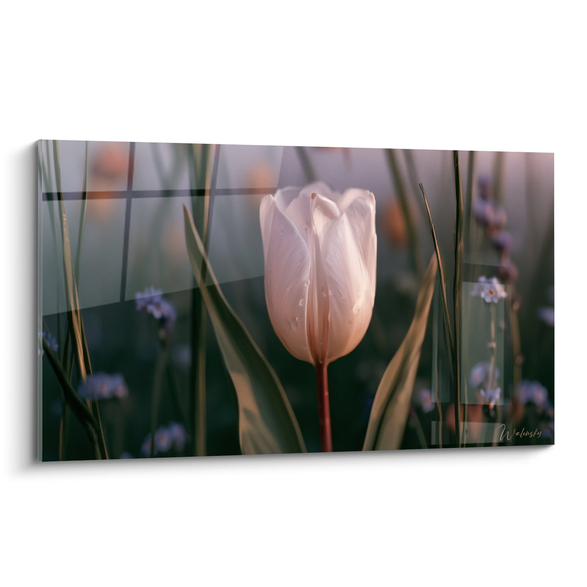 Tulipe blanche perlée de rosée, pétales rosés et fond vert anthracite flouté en arrière-plan