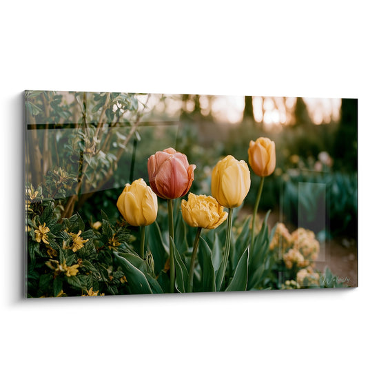 Tulipes jaunes et corail dressées devant un feuillage vert flou au soleil couchant
