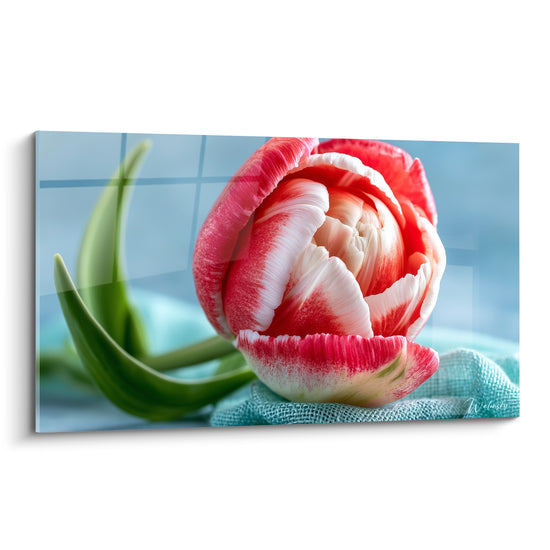 Tulipe rose et blanche entrouverte sur tissu turquoise, pétales veloutés en gros plan photographique